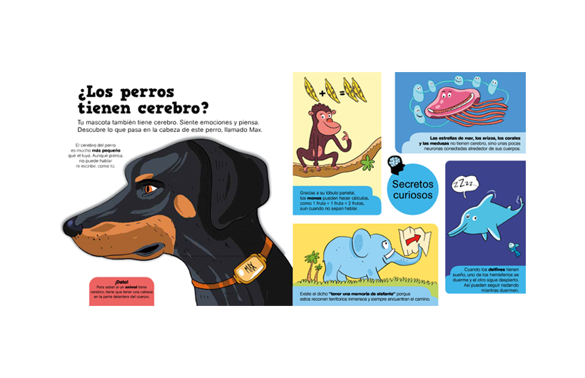 20231020130034-ARG-1-peq-curiosos-cerebro-interiorWEB.png