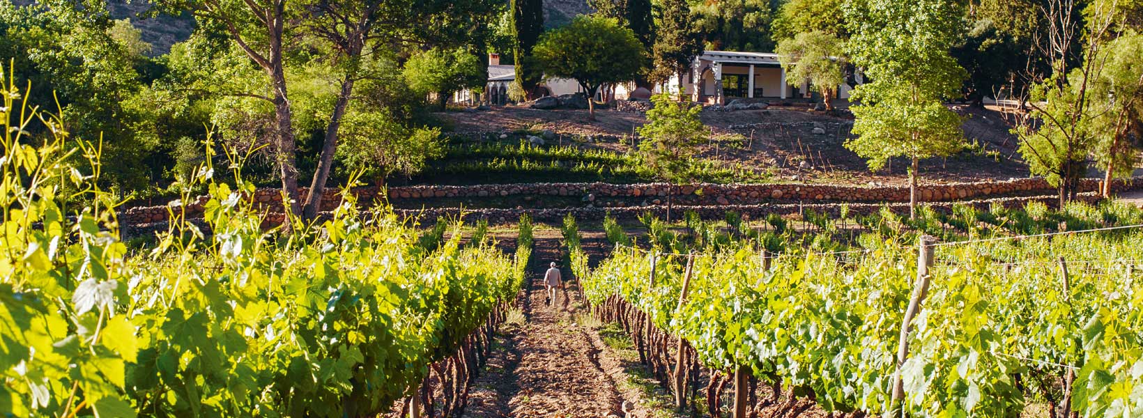 Crónicas del vino argentino